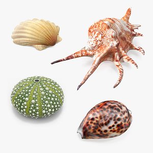 Sea Shells Collection 7
