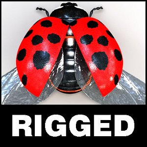 ladybug bug 3d model