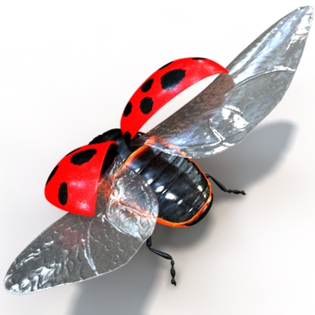 ladybug bug 3d model