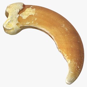 3D Domestic Cat Nail Bone Claw 01