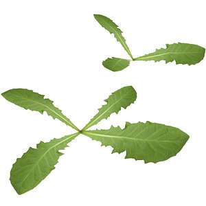 Low Poly Dandelion