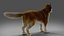Fur Wolf Rigged i animacja w Blenderze