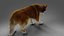 Fur Wolf Rigged i animacja w Blenderze