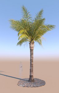 mature queen palm tree 3D