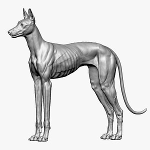 Podenco Dog 3D model
