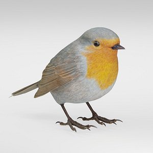 European Robin Realistic Wildlife Bird