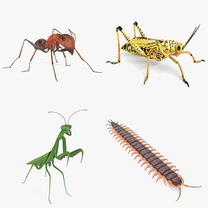Bug Collection 2 3D model