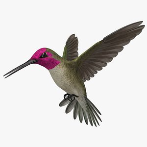 Calypte Anna "Anna's Hummingbird"