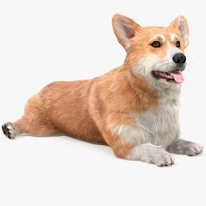 Pembroke Welsh Corgi Dog Lying Pose Fur 3D model