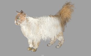Persian Can internal organs, bones, muscles, etc.