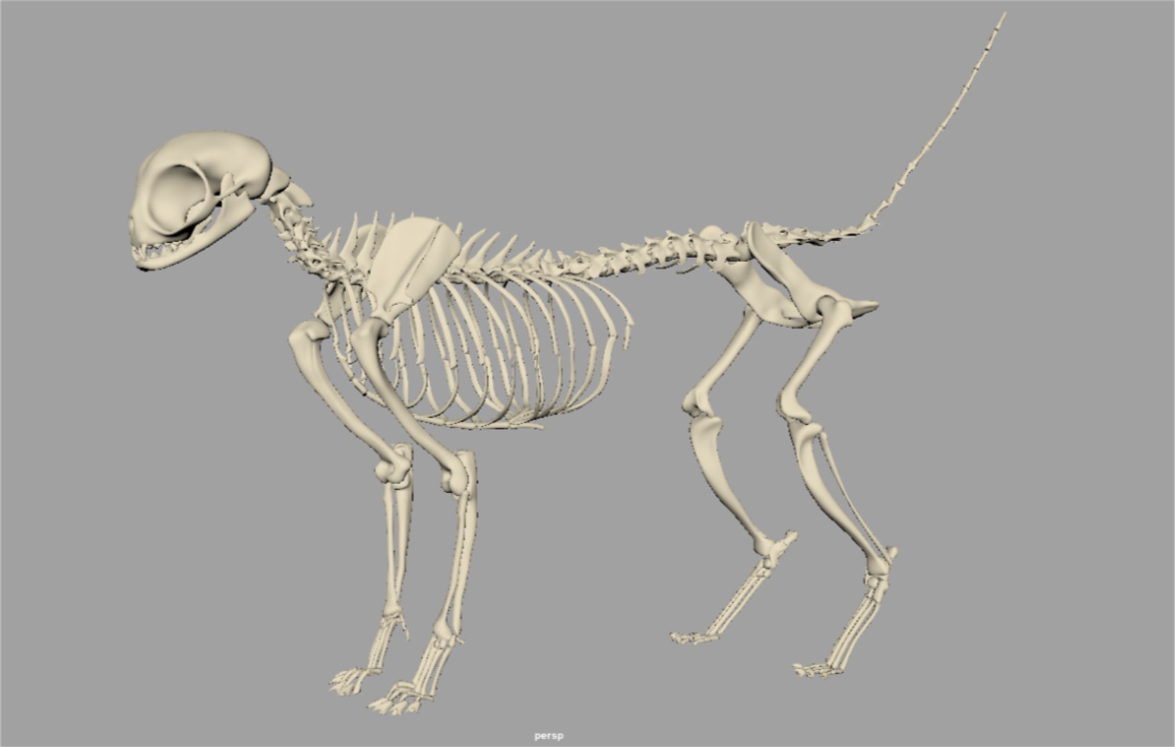 Persian Internal Organs 3d Fbx