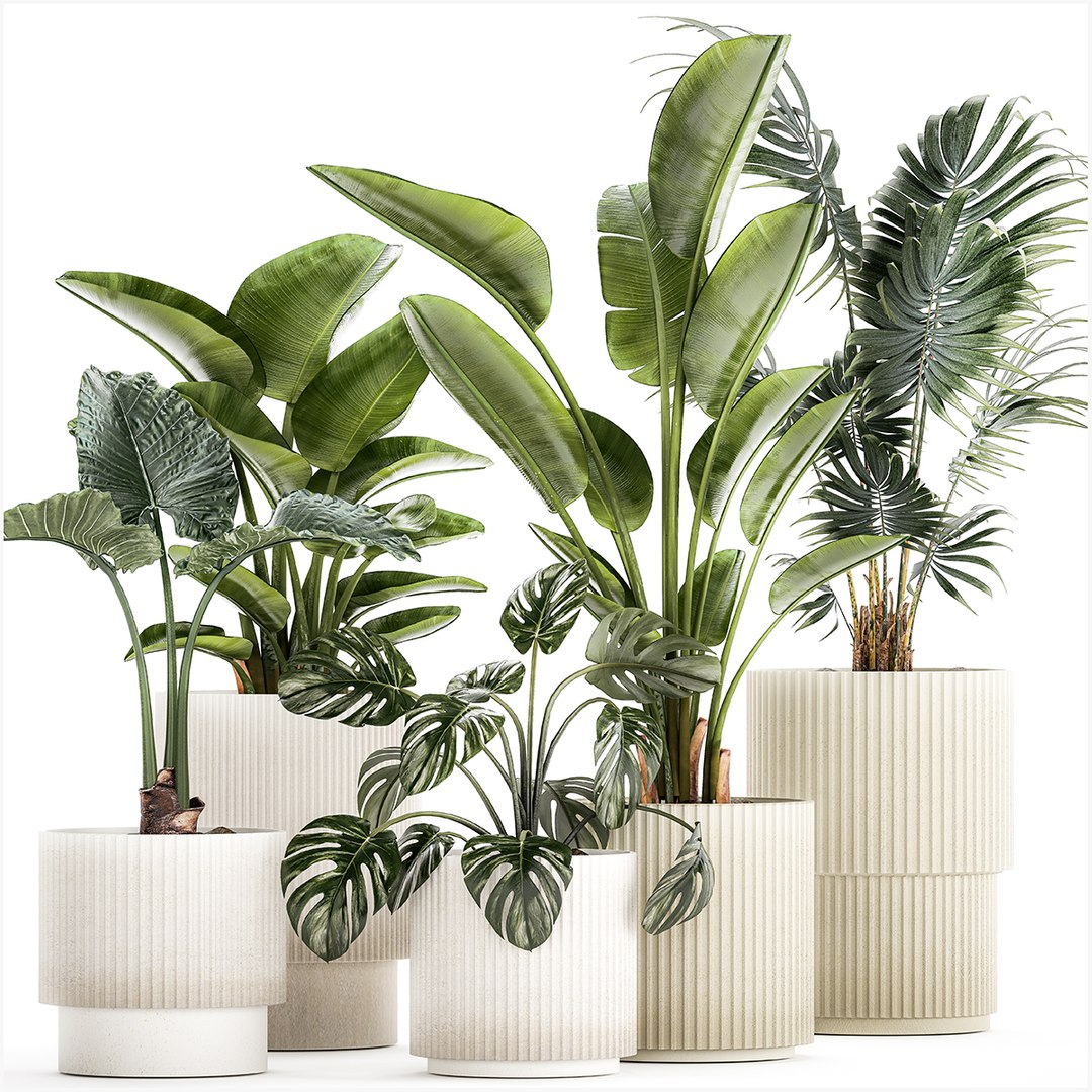 Small plants in white pots Strelitzia palma monstera 1465 3D model ...