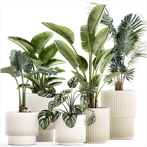 Small plants in white pots Strelitzia palma monstera 1465