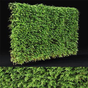 3D thuja hedge