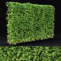 Thuja hedge 03