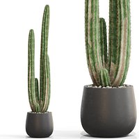 Plants collection 692