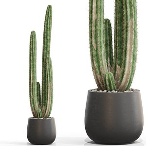 Plants collection 692
