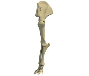 3D animal leg skeleton