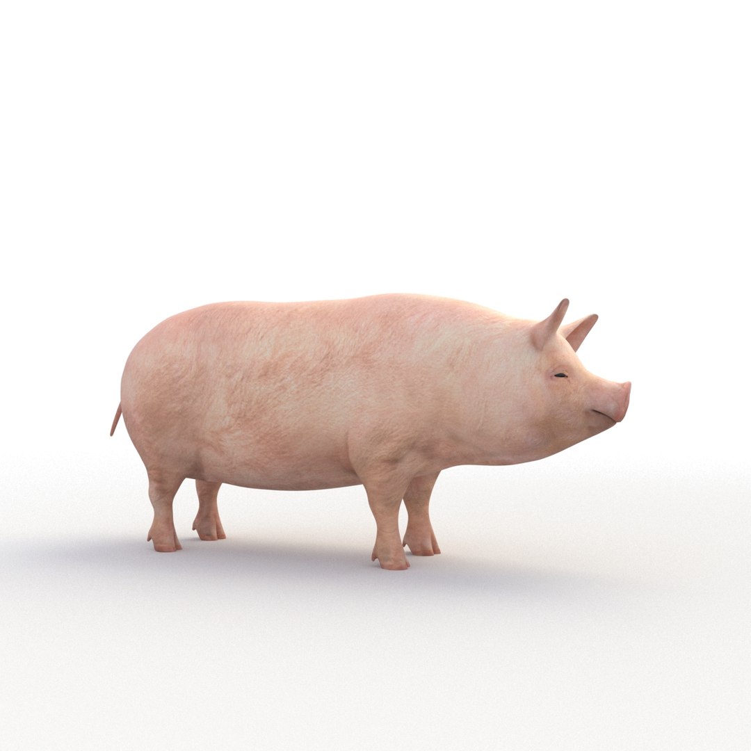 rigged bull cow 3D model https://p.turbosquid.com/ts-thumb/QJ/2bw0Uf/3HFCQ8Cr/pig_th_01/jpg/1504789572/1920x1080/fit_q87/2ad3dfa0f501fdd5e07b9e1e09b6beb59c3bd3ba/pig_th_01.jpg