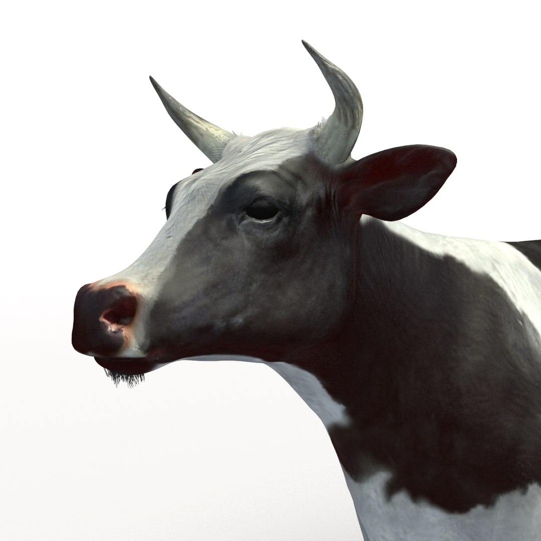 rigged bull cow 3D model https://p.turbosquid.com/ts-thumb/QJ/2bw0Uf/DZKYzIqU/thumbnail_12/jpg/1504789480/1920x1080/fit_q87/b5c824bcee64d12b701385587708427ab913228f/thumbnail_12.jpg
