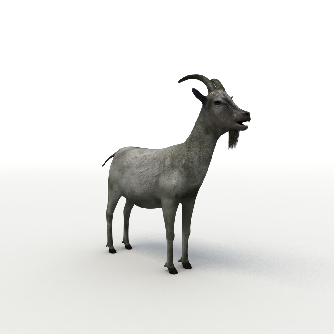 rigged bull cow 3D model https://p.turbosquid.com/ts-thumb/QJ/2bw0Uf/ModmPZ7j/goat_turn/jpg/1504789492/1920x1080/turn_fit_q99/a8b37ceaa11041b49efbcddf9c023f45bf813be3/goat_turn-1.jpg