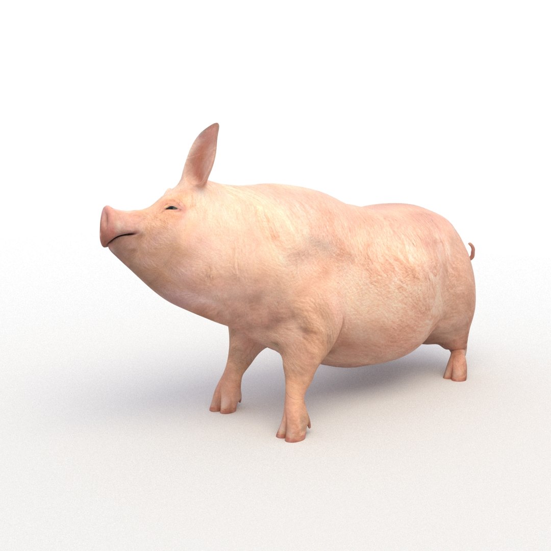 rigged bull cow 3D model https://p.turbosquid.com/ts-thumb/QJ/2bw0Uf/QwKc9nHv/pig_th_07/jpg/1504789572/1920x1080/fit_q87/d6e777edfe5a035b4179d462463992625bbfc15c/pig_th_07.jpg