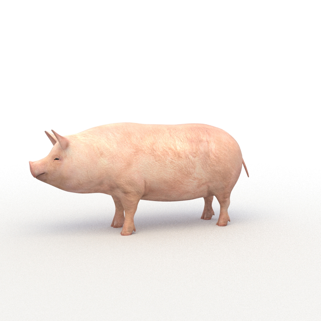 rigged bull cow 3D model https://p.turbosquid.com/ts-thumb/QJ/2bw0Uf/TD29V1zV/pig_turn/jpg/1504789478/1920x1080/turn_fit_q99/2a7fdc116ca9da04f0b355c946ff9078a07f9438/pig_turn-1.jpg