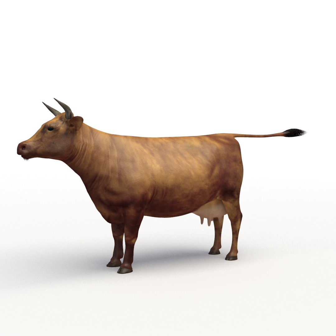 rigged bull cow 3D model https://p.turbosquid.com/ts-thumb/QJ/2bw0Uf/Uy7En5A3/b_cow_turn/jpg/1504789387/1920x1080/turn_fit_q99/b852821048f713eda4be81ceb5ff2776f37a470c/b_cow_turn-1.jpg