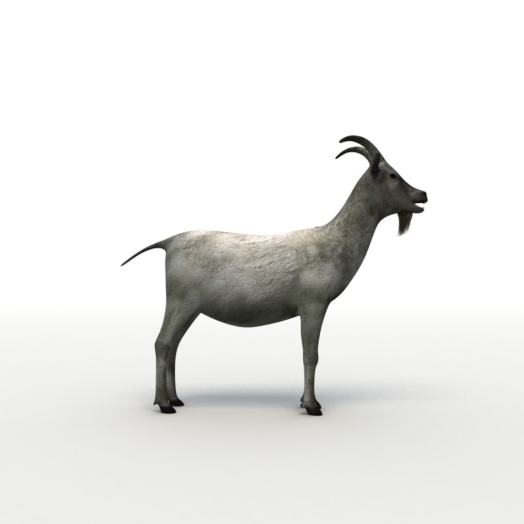 rigged bull cow 3D model https://p.turbosquid.com/ts-thumb/QJ/2bw0Uf/hP1pdyOs/goat_thmb_03/jpg/1504789602/1920x1080/fit_q87/b881eabbe0bdf754a372755e863c4e5c3d371ea4/goat_thmb_03.jpg