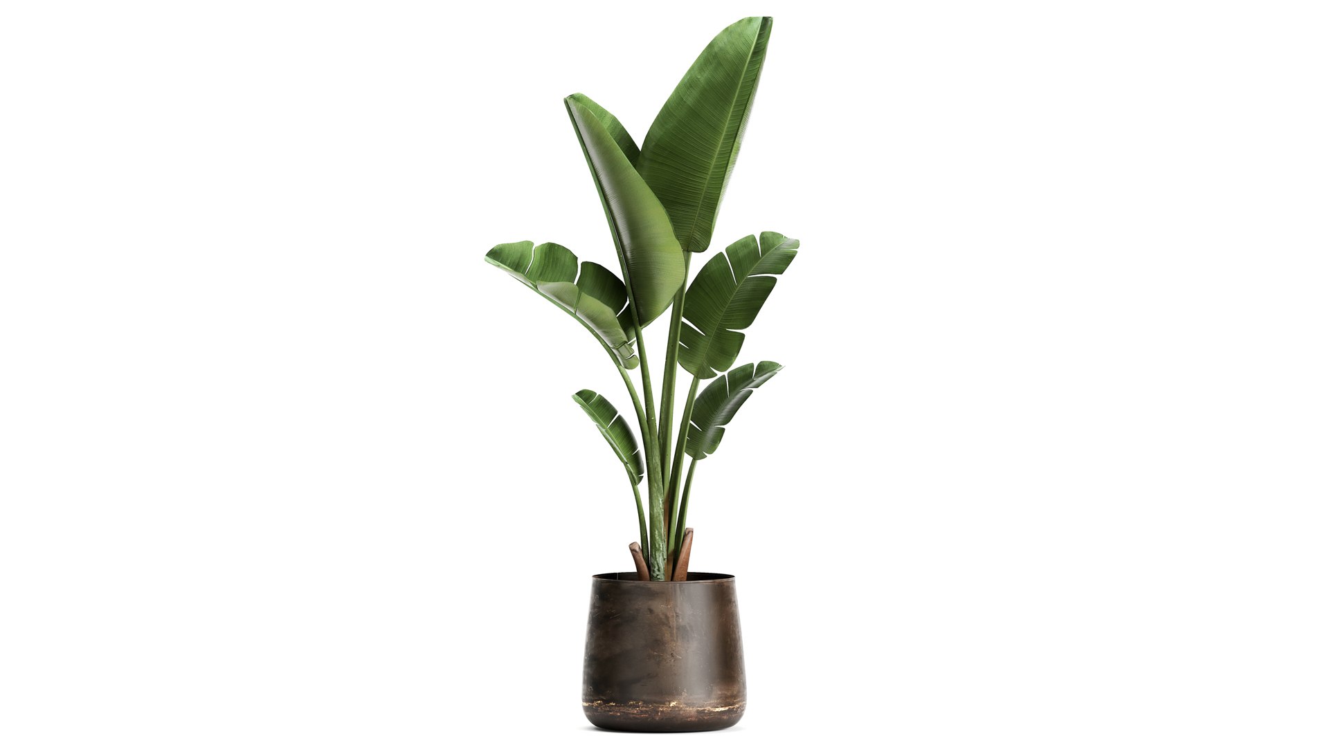 3D Banana palm in a rust pot for the interior 947 model https://p.turbosquid.com/ts-thumb/QJ/EPNaxM/6P/1ravenala2804202102/jpg/1619694626/1920x1080/fit_q87/7f8507e3250cfec1207400698f159cbe258e629e/1ravenala2804202102.jpg