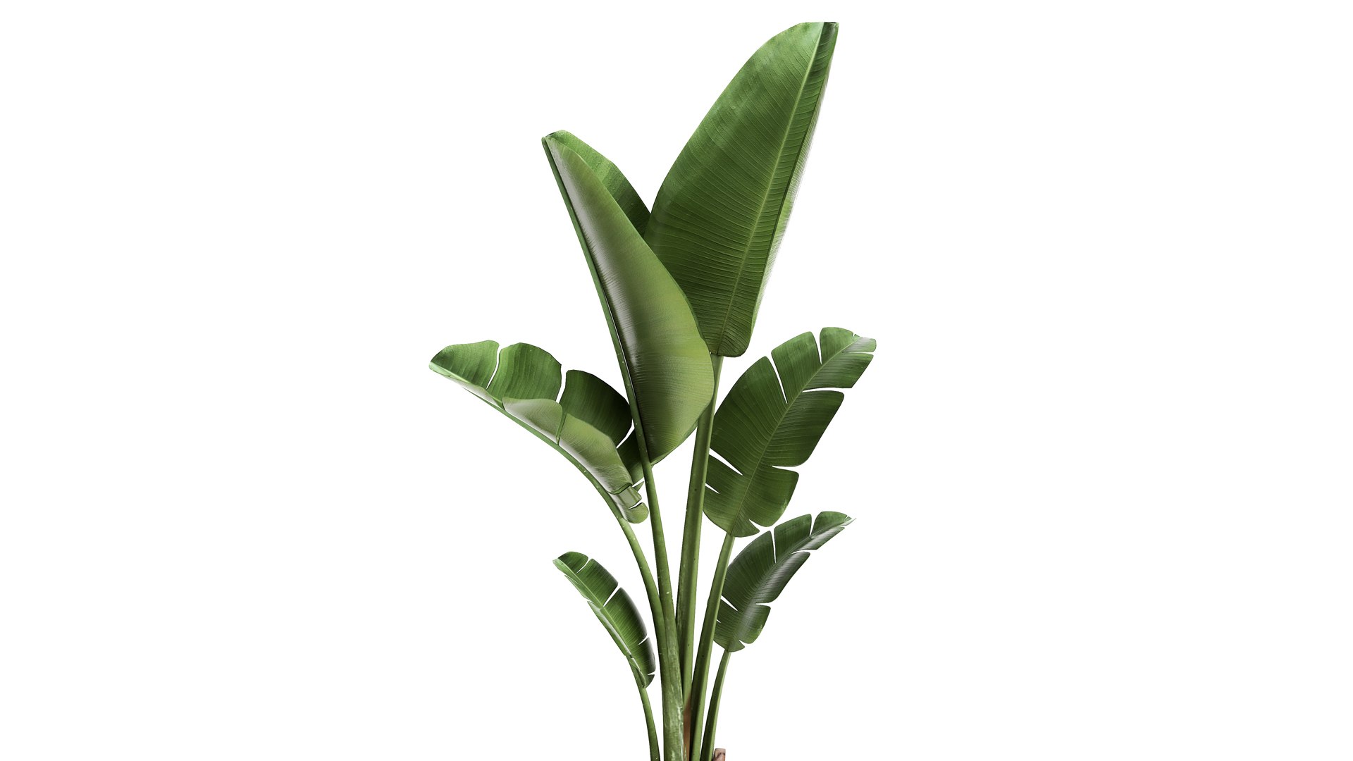 3D Banana palm in a rust pot for the interior 947 model https://p.turbosquid.com/ts-thumb/QJ/EPNaxM/8U/1ravenala2804202101/jpg/1619694622/1920x1080/fit_q87/20262d3e53b96fbfbf3993d191822cadcc7b83eb/1ravenala2804202101.jpg