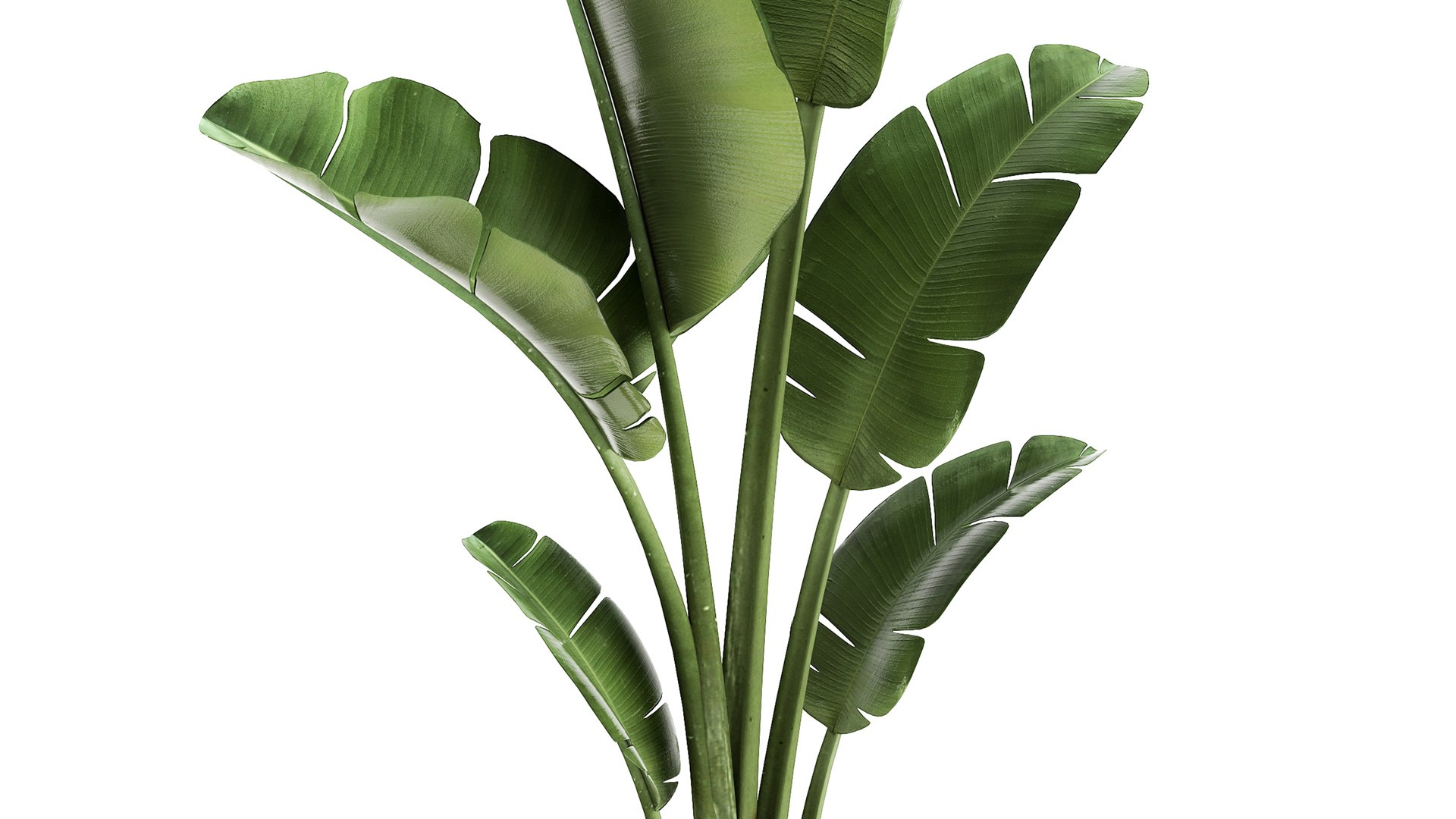 3D Banana palm in a rust pot for the interior 947 model https://p.turbosquid.com/ts-thumb/QJ/EPNaxM/bk/1ravenala2804202104/jpg/1619694622/1920x1080/fit_q87/33a631fde30c55ef20c36f65573ac3aefb6056ef/1ravenala2804202104.jpg
