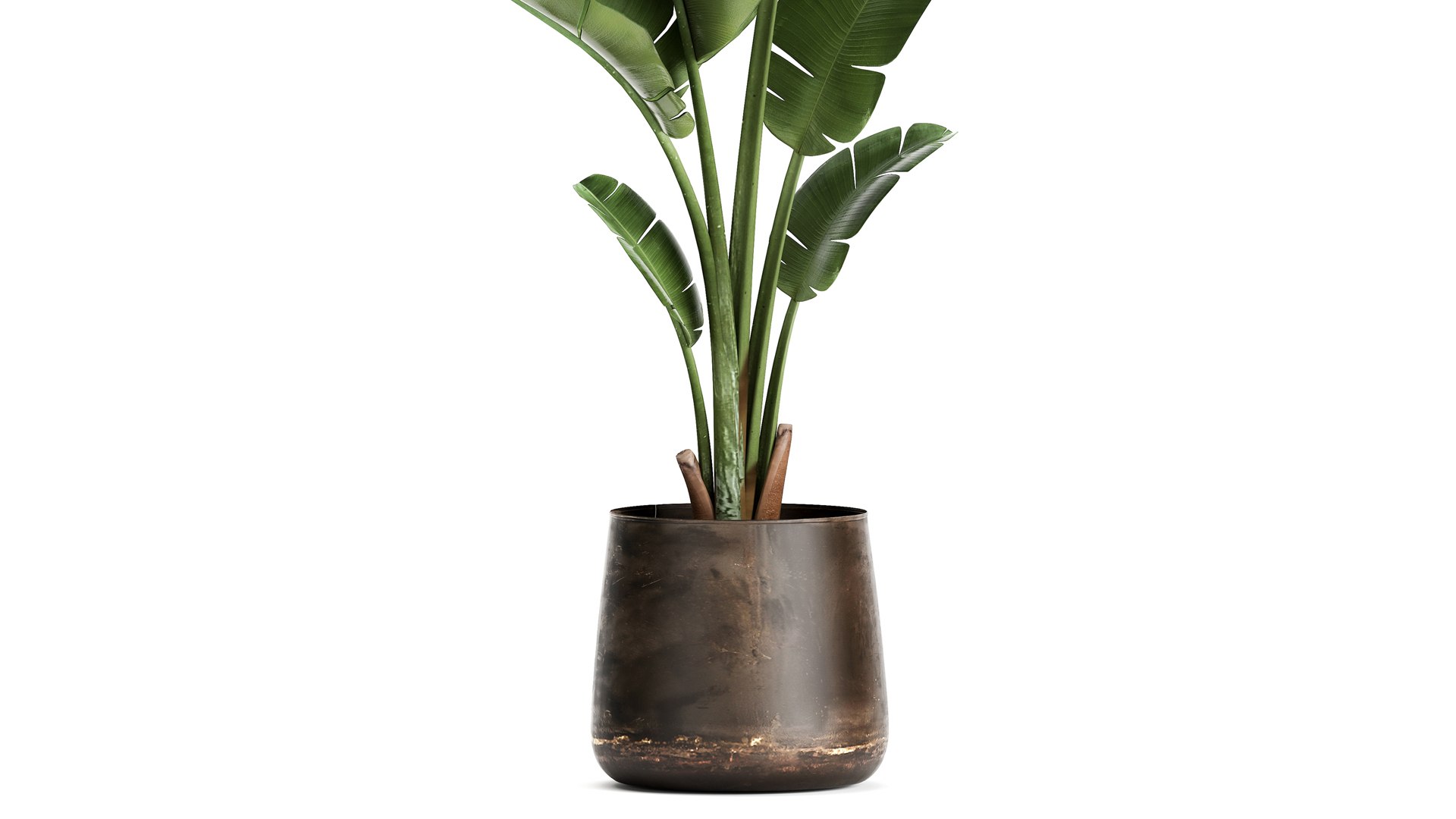 3D Banana palm in a rust pot for the interior 947 model https://p.turbosquid.com/ts-thumb/QJ/EPNaxM/hR/1ravenala2804202103/jpg/1619694622/1920x1080/fit_q87/7bd3db7c6d959df213f04bf2af8d31cf221c42f5/1ravenala2804202103.jpg