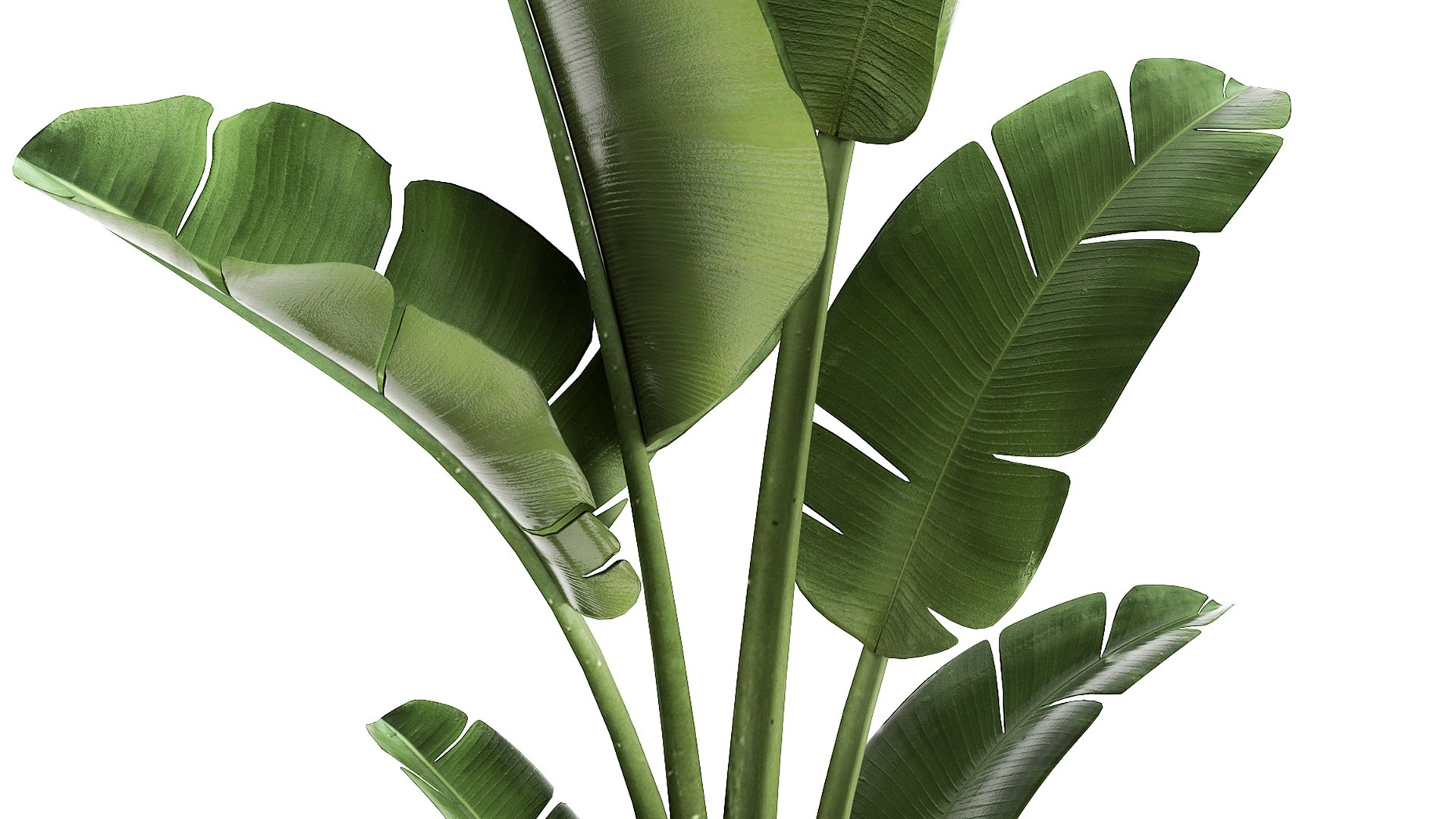 3D Banana palm in a rust pot for the interior 947 model https://p.turbosquid.com/ts-thumb/QJ/EPNaxM/qw/1ravenala2804202105/jpg/1619694623/1920x1080/fit_q87/029bd9756374ac987b14466f215b25603decbe55/1ravenala2804202105.jpg
