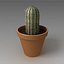 Cactus in pot