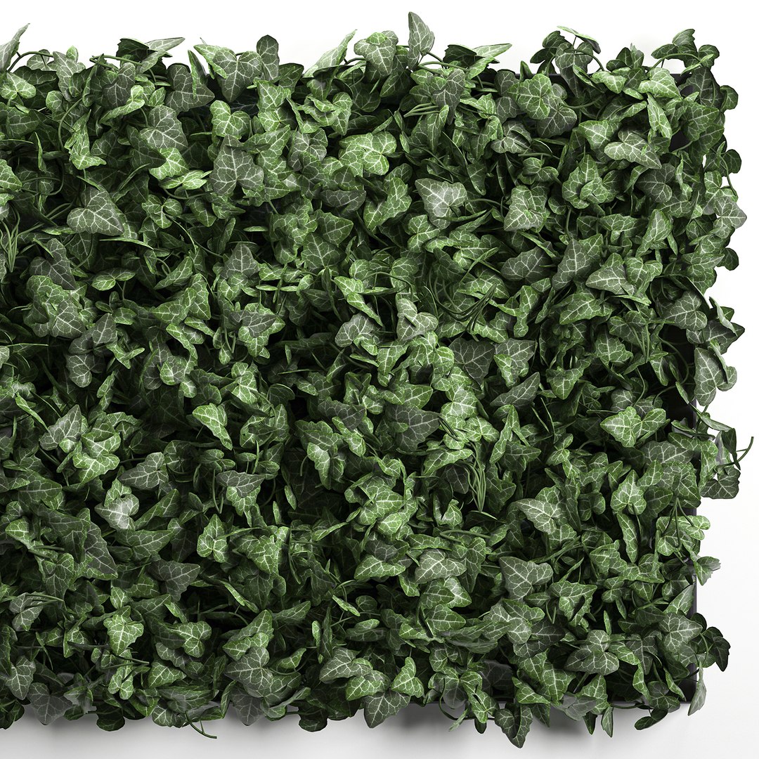 3D vertical green wall phytowall model https://p.turbosquid.com/ts-thumb/QJ/FiWq8i/BXd5GlWu/wallivy0210202004/jpg/1601839904/1920x1080/fit_q87/791072dead06b4bb9ece784fc4ed15891a43e248/wallivy0210202004.jpg