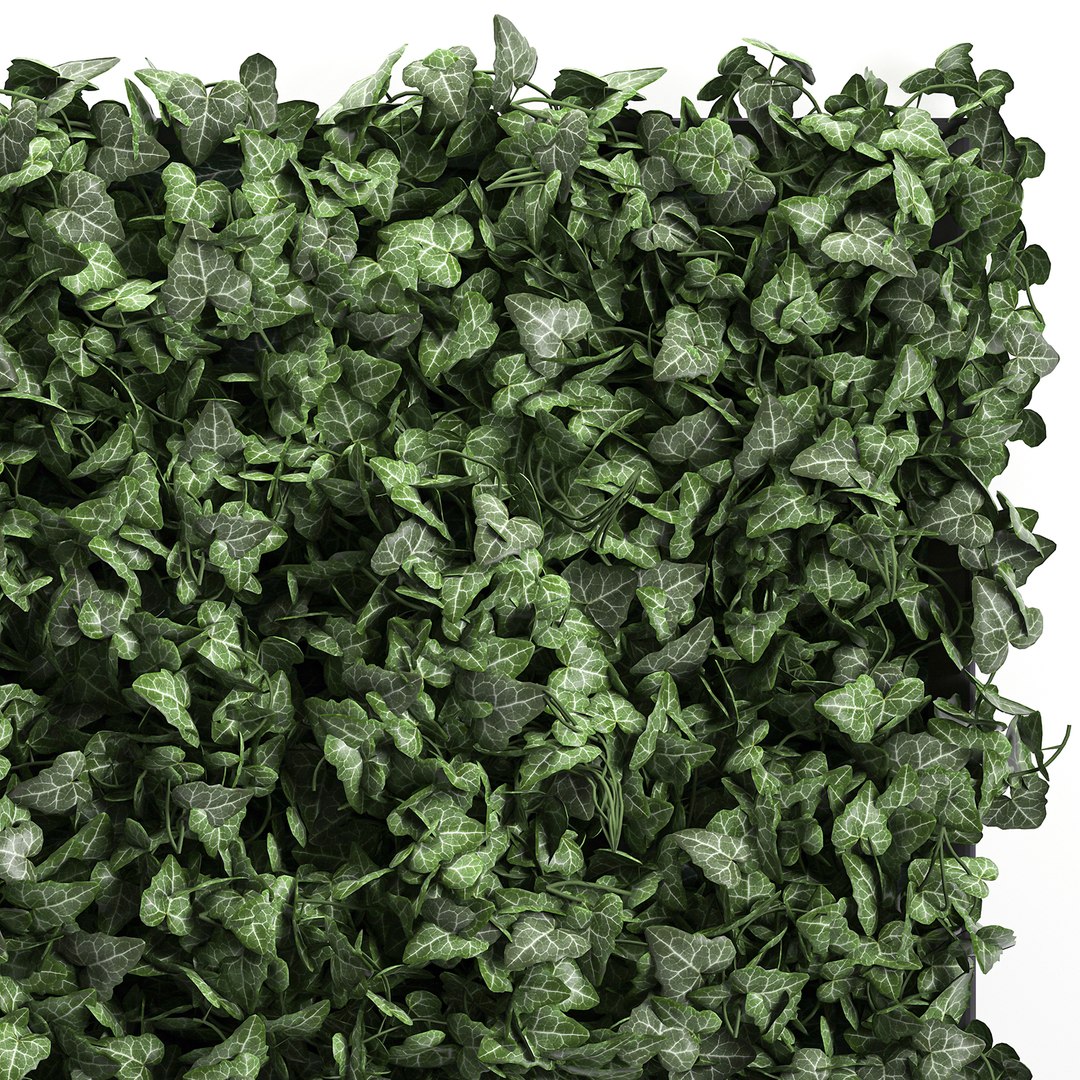 3D vertical green wall phytowall model https://p.turbosquid.com/ts-thumb/QJ/FiWq8i/Ej0Yfl66/wallivy0210202002/jpg/1601839904/1920x1080/fit_q87/ee9a3a1cd2bf44aa5e7df01fc34d78e8f3b74c13/wallivy0210202002.jpg