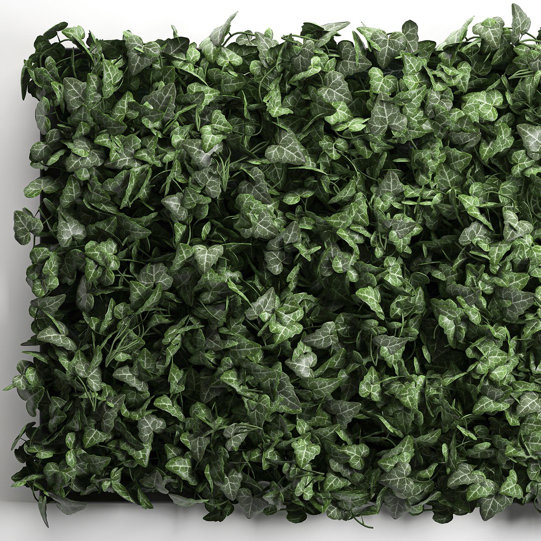3D vertical green wall phytowall model https://p.turbosquid.com/ts-thumb/QJ/FiWq8i/bZ6x88wV/wallivy0210202001/jpg/1601839904/1920x1080/fit_q87/964209b4020103145bd602586dd11f073c054bc7/wallivy0210202001.jpg