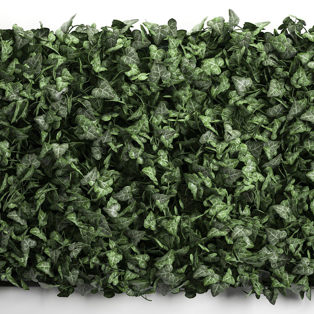 3D vertical green wall phytowall model https://p.turbosquid.com/ts-thumb/QJ/FiWq8i/iztizf97/wallivy0210202003/jpg/1601839904/1920x1080/fit_q87/cbf9ab33871bb43802681f8cc3cc3586b771836d/wallivy0210202003.jpg