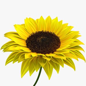 Sunflower 3d Animated Model 3D model