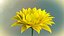 Modello animato 3d di girasole