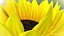Modello animato 3d di girasole