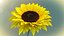 Modello animato 3d di girasole