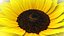 Modello animato 3d di girasole