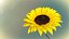 Modello animato 3d di girasole