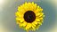 Modello animato 3d di girasole