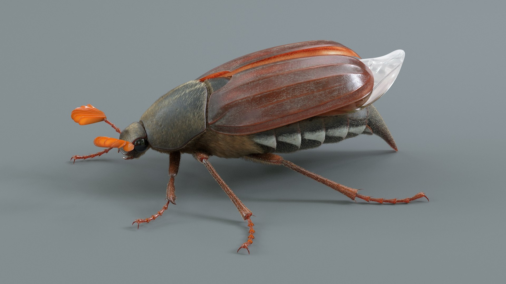 Cockchafer Rigged Xgen model https://p.turbosquid.com/ts-thumb/QJ/HYjuwO/2B/cockchafer_06/jpg/1729586444/1920x1080/fit_q87/e6017a774e22fbc4e4692076014dd666f020275c/cockchafer_06.jpg