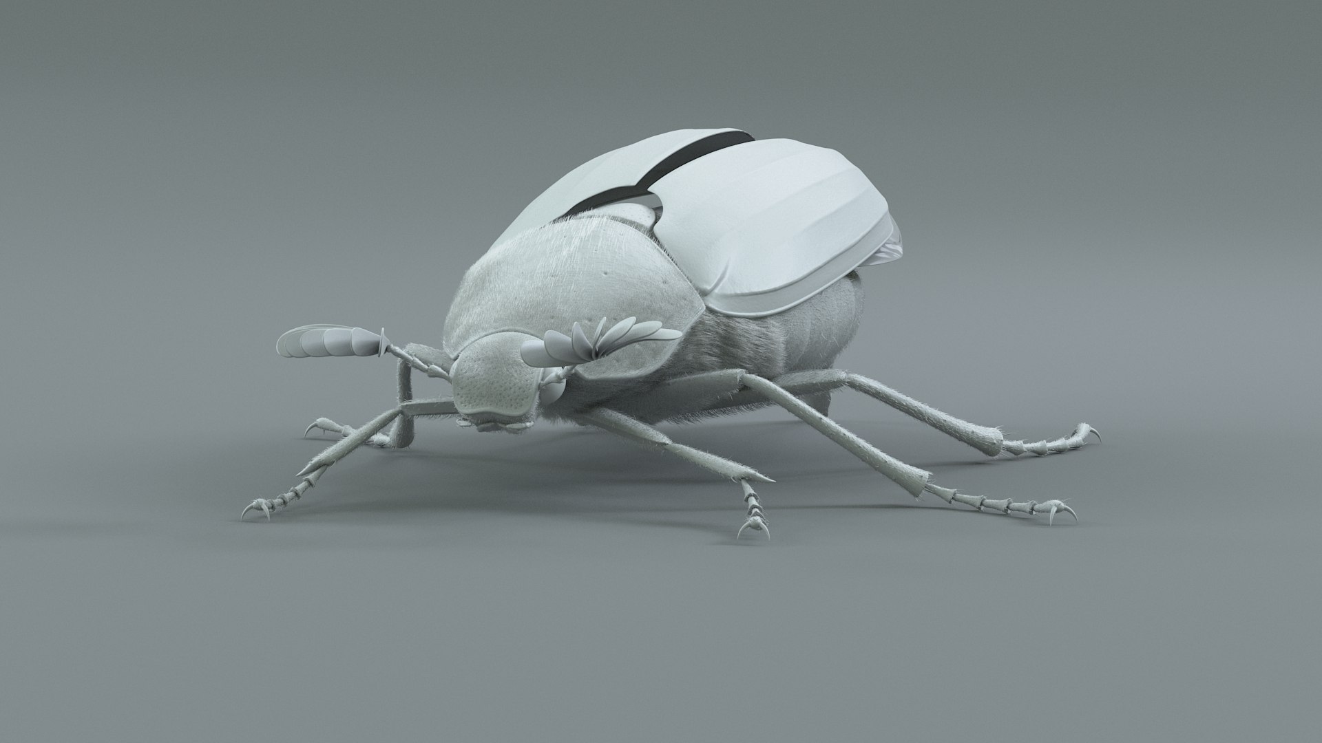 Cockchafer Rigged Xgen model https://p.turbosquid.com/ts-thumb/QJ/HYjuwO/3v/cockchafer_18/jpg/1729586462/1920x1080/fit_q87/ebe1d13c6f288a147d2ad5d81cf057f9f803d247/cockchafer_18.jpg