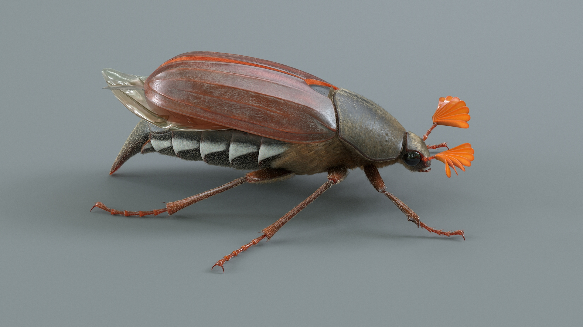 Cockchafer Rigged Xgen model https://p.turbosquid.com/ts-thumb/QJ/HYjuwO/Gz/cockchafertba/jpg/1729586304/1920x1080/turn_fit_q99/10a44032c30868140b37bfbc97b8a99c479a09b3/cockchafertba-1.jpg