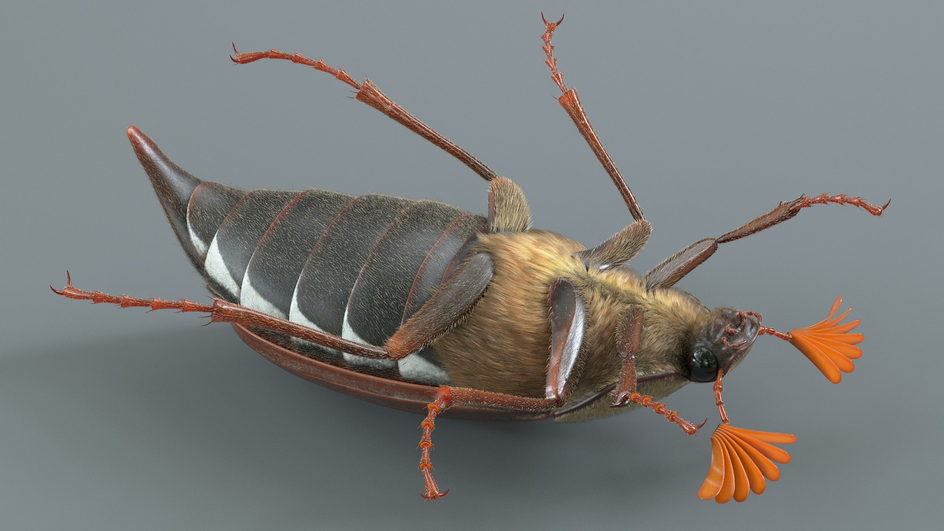 Cockchafer Rigged Xgen model https://p.turbosquid.com/ts-thumb/QJ/HYjuwO/Ka/cockchafer_10/jpg/1729586450/1920x1080/fit_q87/8e7846306b62d35aab50c0dbd78d069d42fbe03e/cockchafer_10.jpg